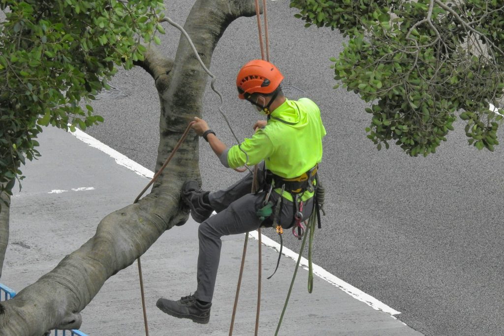 eine Person, die auf einen Baum klettert